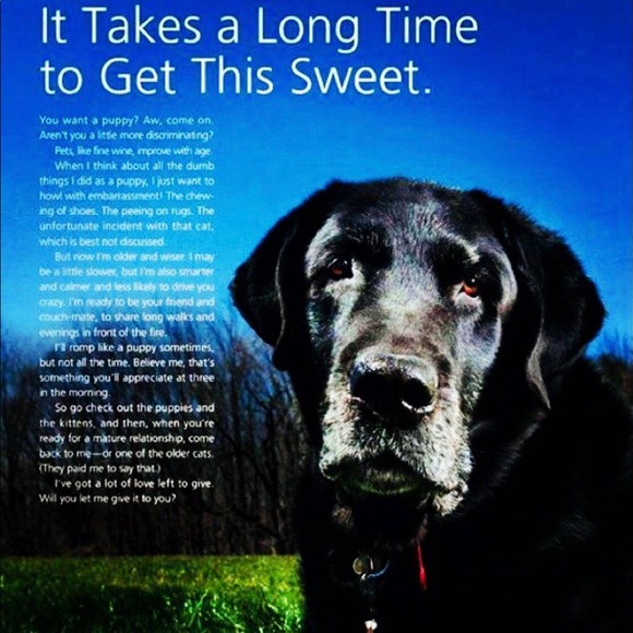 🐕🐻Help Rescue Animals🐬🐖🐑 #STOPAnimalCruelty💔 - Picture 12 of 16